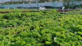 海南省岛屿蔬菜示范种植项目