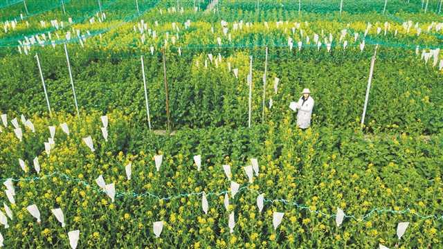 我国耐盐碱抗寒抗旱油菜育种取得重大突破