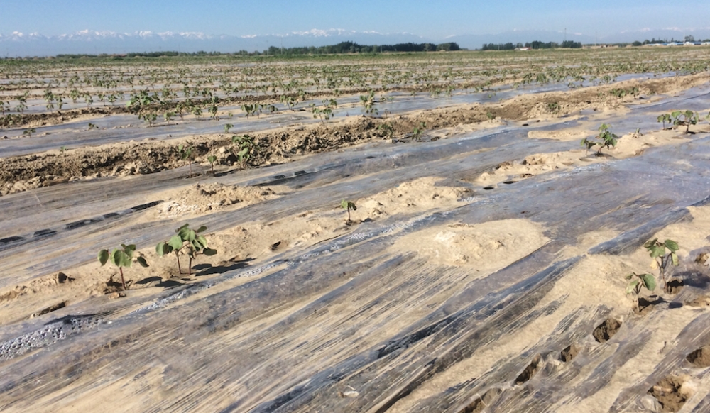 淺析土地鹽堿化成因