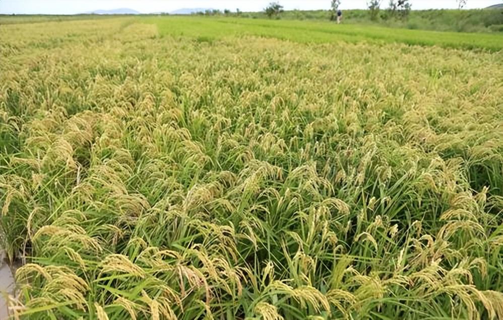 6a641a16dcc37fe9585b3f43f7342f2f